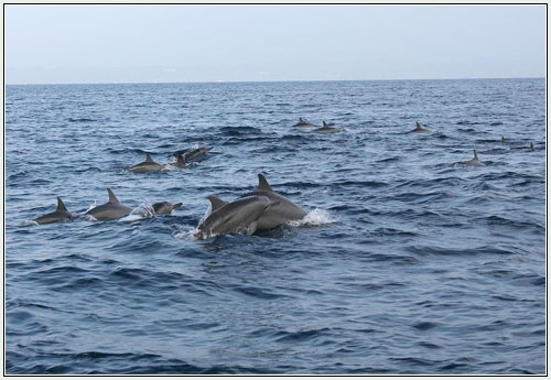 Dolphin Watching in Bohol